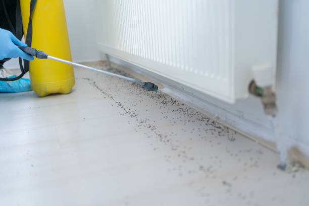 Wasp Removal Services in Odem, TX