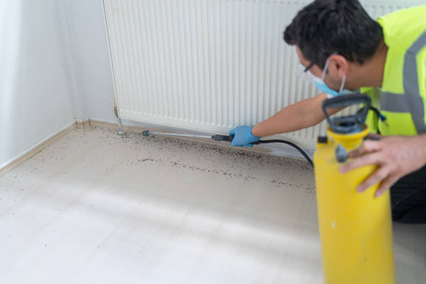 Best Flea Control Services  in Odem, TX